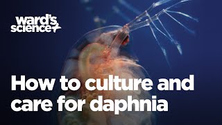 Caring and Culturing for Daphnia [upl. by Salema361]