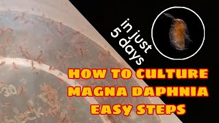 How to Culture Magna Daphnia Easily [upl. by Avevoneg]