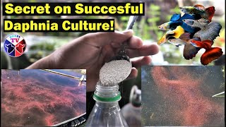 How to Culture Daphnia Successfully [upl. by Bernardine490]