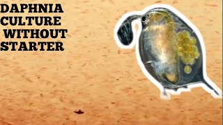 HOW TO CULTURE DAPHNIA NATURALLY WITHOUT A STARTER [upl. by Gnivre475]