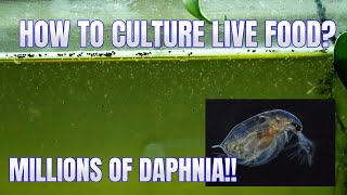 How to Culture Daphnia Secret Method to Breed MILLIONS  Simply Aquatic [upl. by Eirrem]