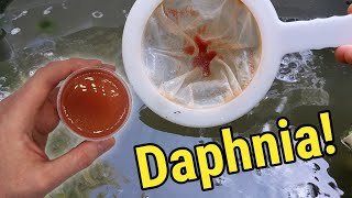 How I Culture Daphnia In Outdoor Tubs [upl. by Ahoufe888]