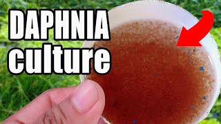 How to culture Daphnia  Easy way and complete guide [upl. by Chappelka583]