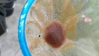 How to culture daphnia moina in a small container Part 1 English Subtitle [upl. by Matta]