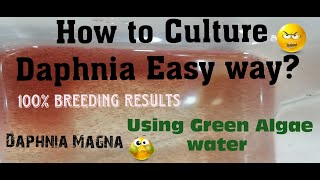 Daphnia MagnaHow to Culture Daphnia Easy wayCulturing Daphnia using Green water Daphnia [upl. by Anirroc]