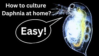 BEST Live Fish Food Beginner guide How to Culture Daphnia at home [upl. by Cressler]