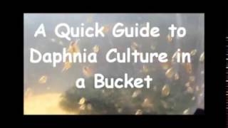 How to culture daphnia outside [upl. by James]