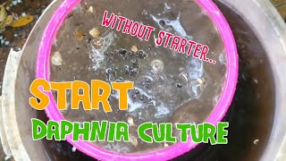 How to culture daphnia moina the easy way 1  Starting the Daphnia culture [upl. by Lengel]