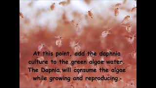 Daphnia  How to grow daphnia in your home [upl. by Oesile]