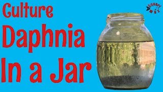 How to Culture Daphnia in a Jar [upl. by Blight]