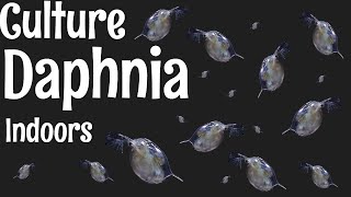 How to Culture Daphnia [upl. by Nydia42]