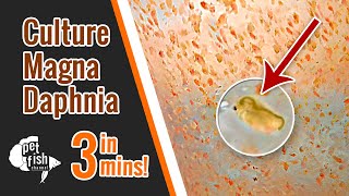 How to culture DAPHNIA MAGNA  The easy way [upl. by Garzon]