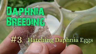 Daphnia Culture made simple and easy 3  Hatching Daphnia eggs [upl. by Anerbes]