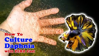 How to Culture Daphnia with ZERO Cost  Unlimited Live Food For Our Fish [upl. by Ettezyl]