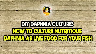 DIY Daphnia Culture How to Culture Nutritious Daphnia as Live Food for Your Fish [upl. by Nivad]