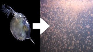 How I Culture Daphnia [upl. by Haimehen]