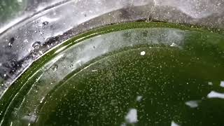 DAPHNIA MOINA CULTURE IN A SMALL BUCKET [upl. by Nachison]