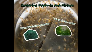 How To Culture Daphnia and Moinas using Green Water Spirulina powder [upl. by Echo]