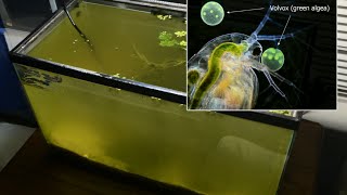 Raising Daphnia for the Freshwater Aquarium [upl. by Clea]