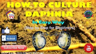 HOW TO CULTURE DAPHNIA In Easy Way [upl. by Ashleigh]